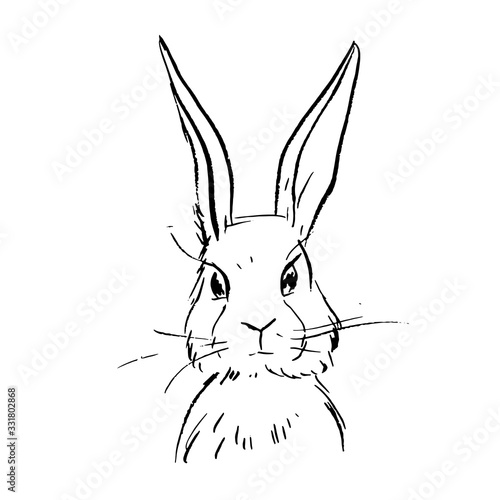 Illustration of a rabbit. Ink drawing. © Olesia