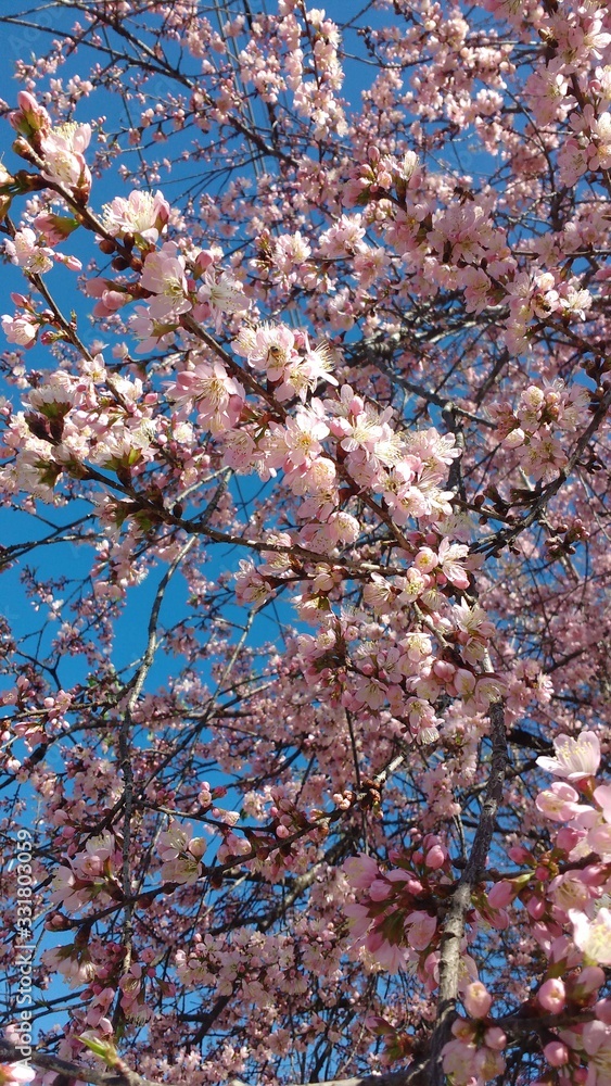 cherry blossom on background of blue sky