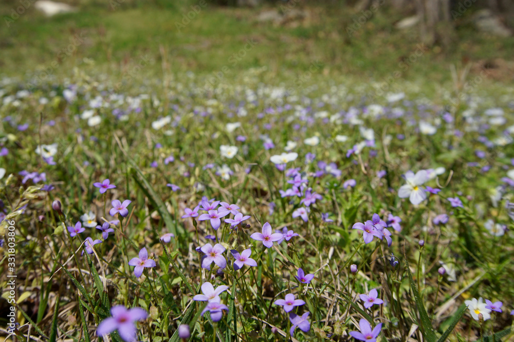 A patch of bluets and white violets blooming in the spring. Selective focus with foreground and background blurred. A patch of bluets and white violets blooming in the spring. Selective focus with foreground and background blurred.