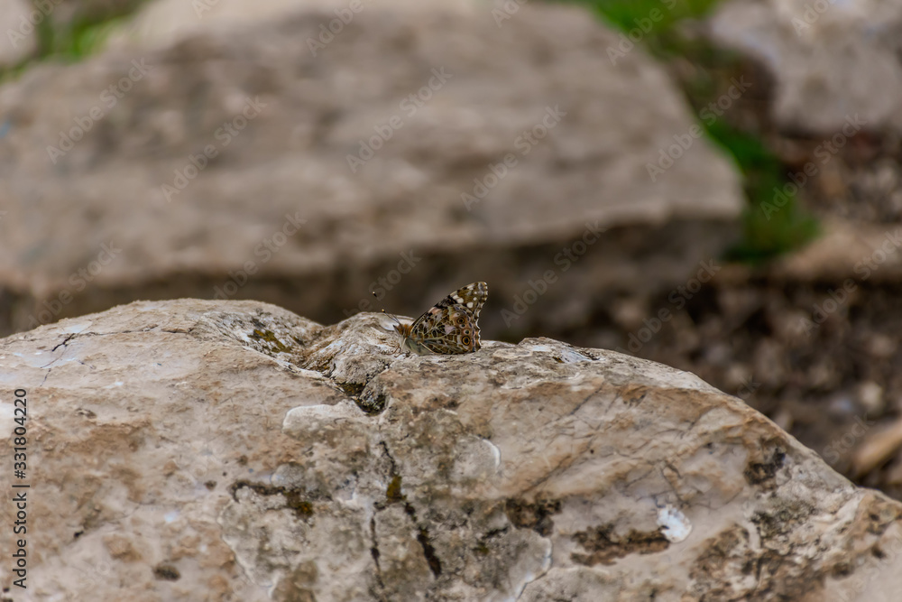 A butterfly on a boulder showcasing its camouflage with the surroundings found in the wild in the French Alps mountains near Vence, France (Cote d'Azur, Riviera, Provence)