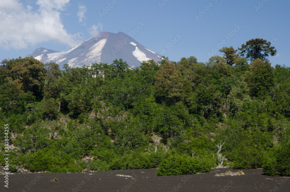 Fototapeta premium Llaima volcano and forest in the Conguillio National Park.