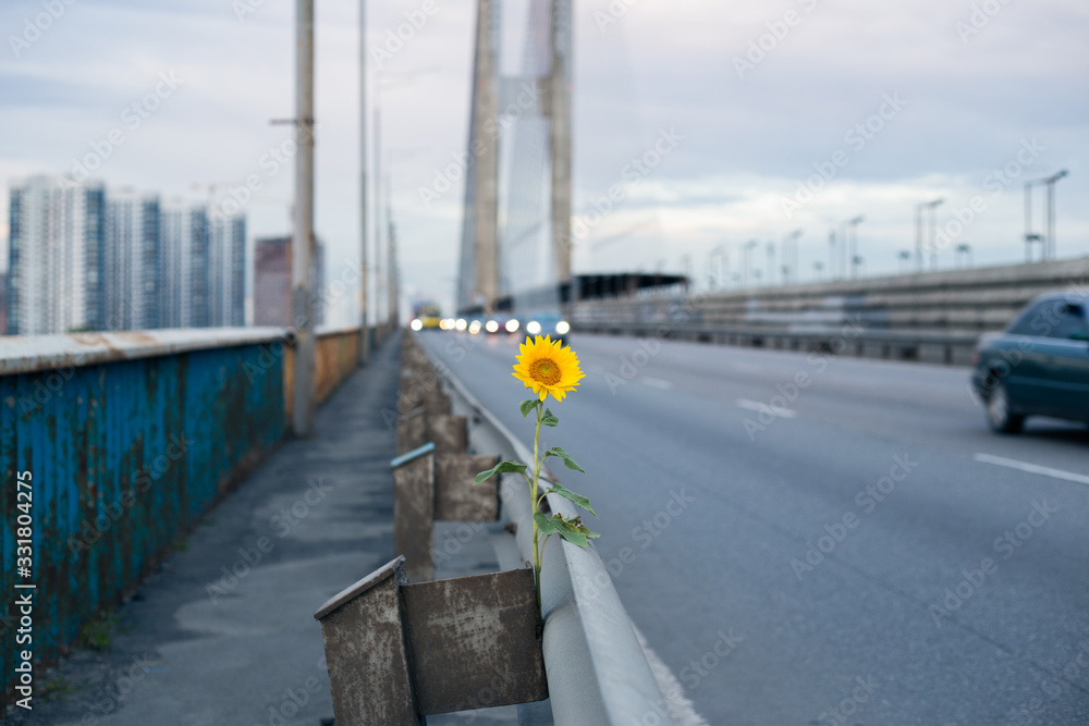 Lonely sunflower along the road in the background of cars