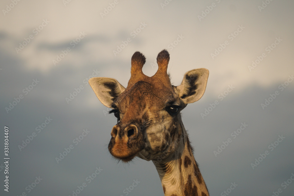 Giraffe Headshot Giraffe Headshot