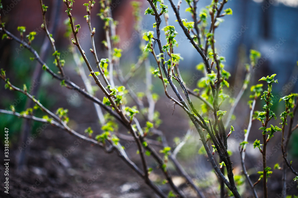 Currant bush in the spring. Growth. Greens appear. Currant bush in the spring. Growth. Greens appear.