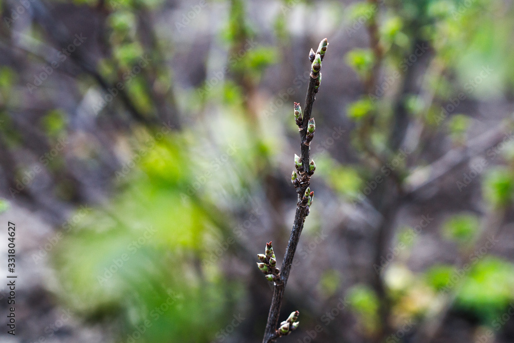 Currant bush in the spring. Growth. Greens appear. Currant bush in the spring. Growth. Greens appear.