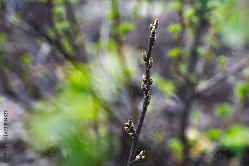 Currant bush in the spring. Growth. Greens appear. © Viktoriia Varvashche