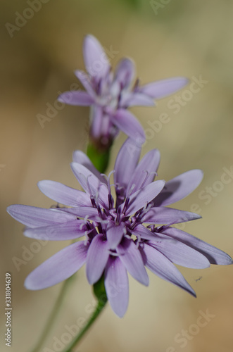 Flowers of Leucheria lithospermifolia in the Conguillio National Park. photo