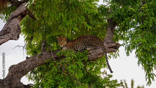 Photography Leopard in Ruaha