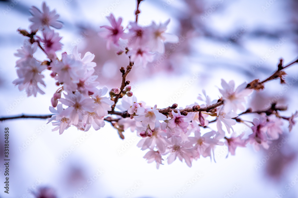 blossom in spring