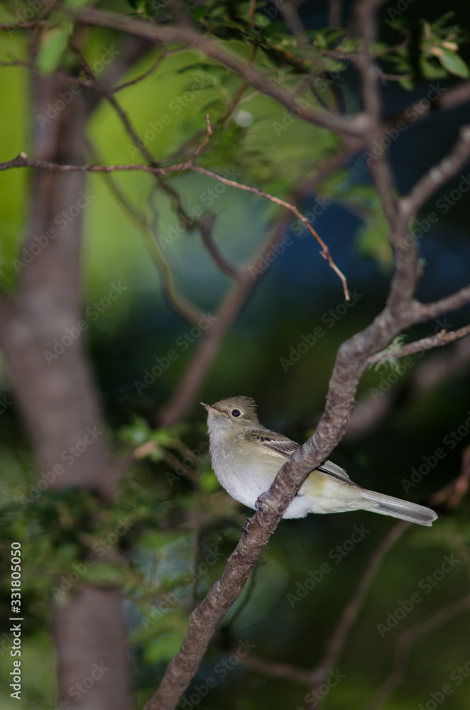 White-crested elaenia Elaenia albiceps chilensis on a tree. White-crested elaenia Elaenia albiceps chilensis on a tree.
