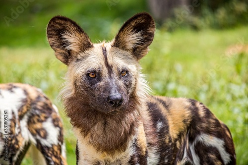 Fotografie Selective focus closeup shot of a spotted wild African dog in a green grassy fie