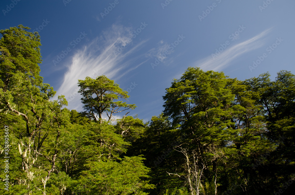 Fototapeta premium Forest with Dombey's beech Nothofagus dombeyi and clouds.