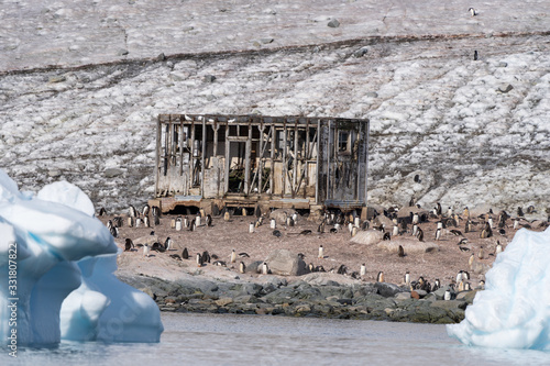 Colony of Gentoo Penguins near Waterboat point in Paradise Bay in Antarctica photo