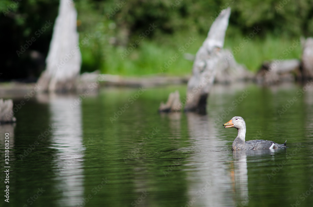 Flying steamer duck Tachyeres patachonicus in a lagoon. Stock Photo