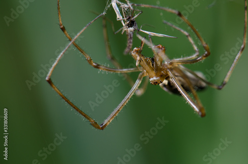 Spider Tetragnatha extensa in the Captren lagoon. © Víctor