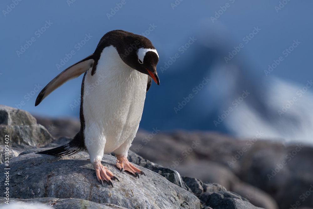 Fototapeta premium Gentoo Penguin near Waterboat Point in Antarctica