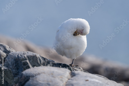 Snowy Sheathbill bird near near Waterboat Point in Antarctica photo