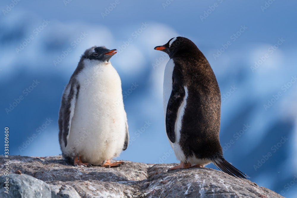 Naklejka premium penguins on rock