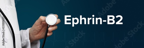 Ephrin-B2. Doctor in smock holds stethoscope. The word Ephrin-B2 is next to it. Symbol of medicine, illness, health photo