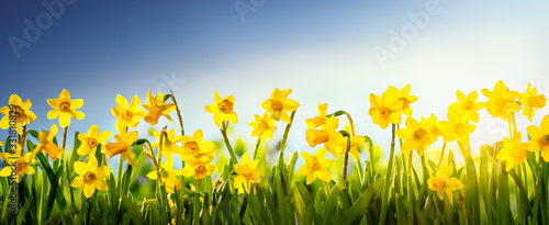 Fotografering Daffodil flowers in the field