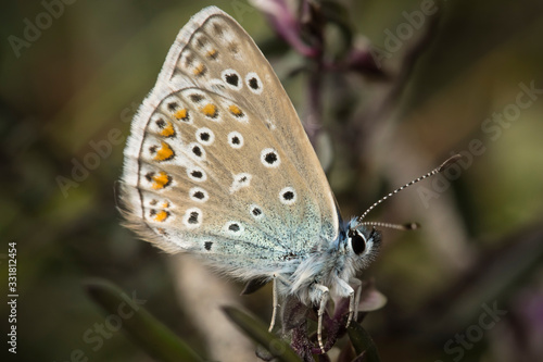 Wallpaper Mural Mariposa de la familia de Lycaenidae. Los licénidos son mariposas de pequeño tamaño, de vuelo rápido, y que suelen tener dimorfismo sexual: los machos generalmente son azules, dorados o marrones Torontodigital.ca