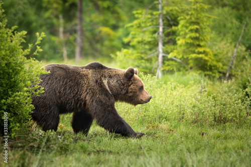 Fototapeta Naklejka Na Ścianę i Meble -  European brown bear ((Ursus arctos) walking in forest habitat. Wildliffe photography in the slovak country (Tatry)