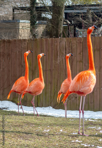 Group of tropical flamingos in a snowy zoo