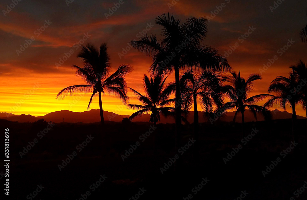 Mexico Sunset on the Beach with Palm Trees