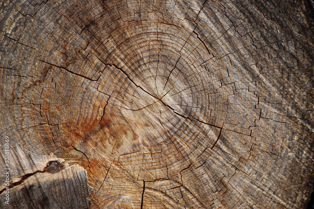 Fototapeta premium Corte transversal del tronco de un árbol