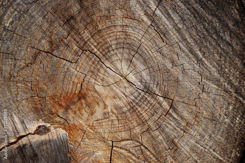 Corte transversal del tronco de un árbol