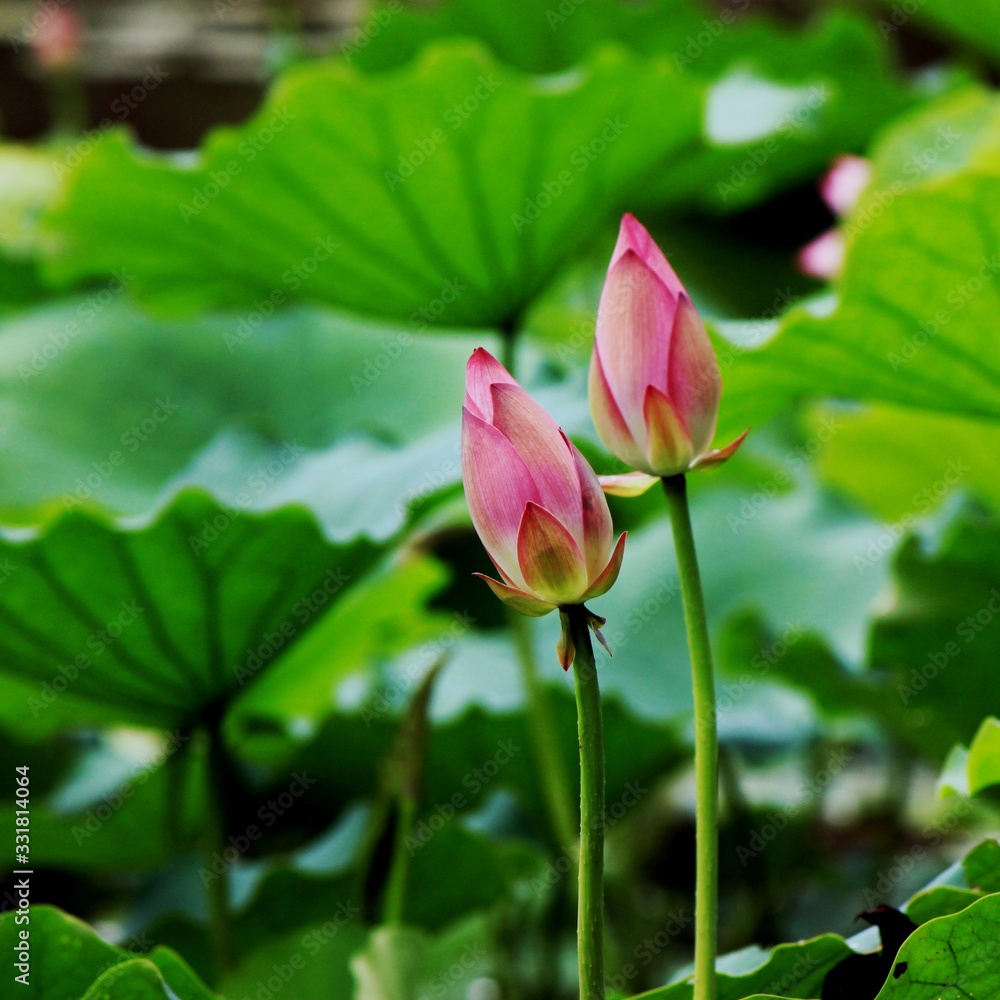 Beautiful lotus blossoms every summer Beautiful lotus blossoms every summer