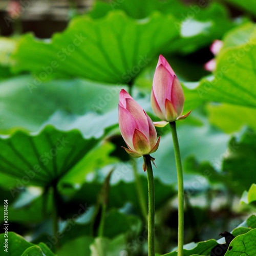Beautiful lotus blossoms every summer