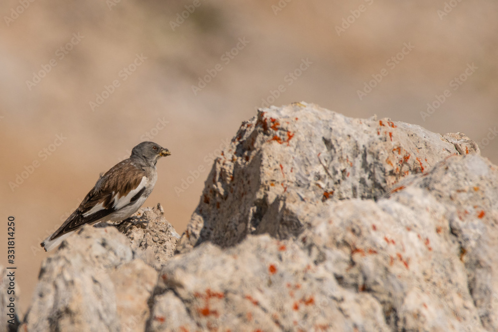 Naklejka premium A white-winged snowfinch (Montifringilla nivalis)