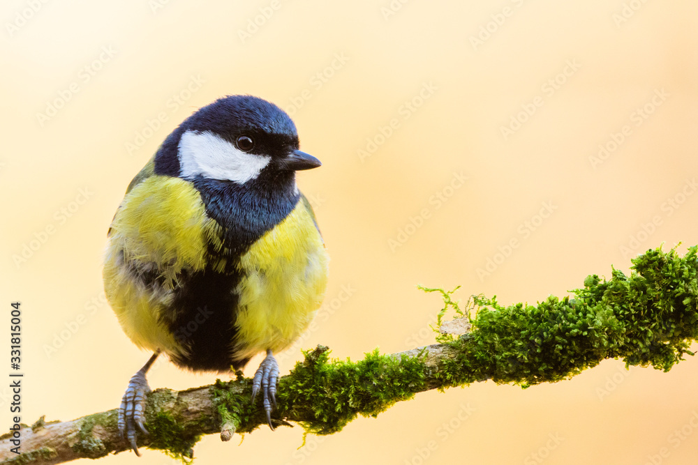 Obraz premium A great tit (Parus major)