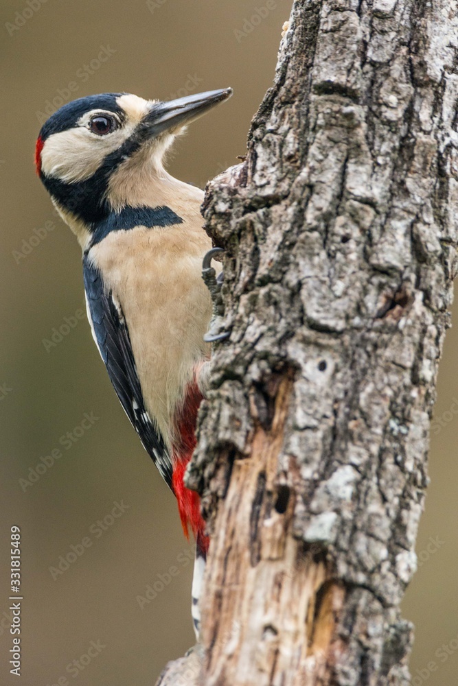 A great spotted woodpecker (Dendrocopos major) A great spotted woodpecker (Dendrocopos major)