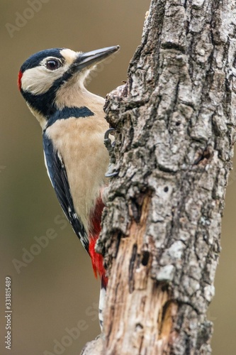 A great spotted woodpecker (Dendrocopos major)