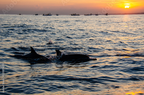 Dolphins surfacing from the water at sunrise © noelbynature