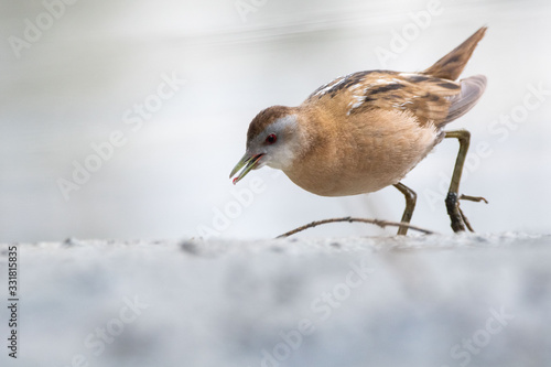 A little crake (Porzana parva)