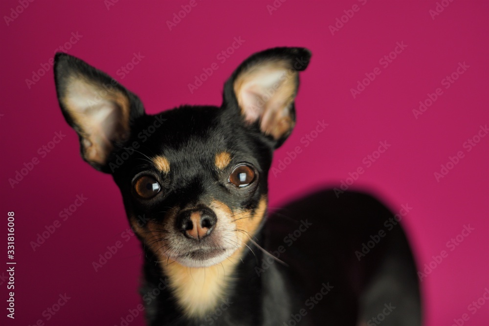 Beautiful little black dog of Toy Terrier breed on a bright pink background.Close-up.