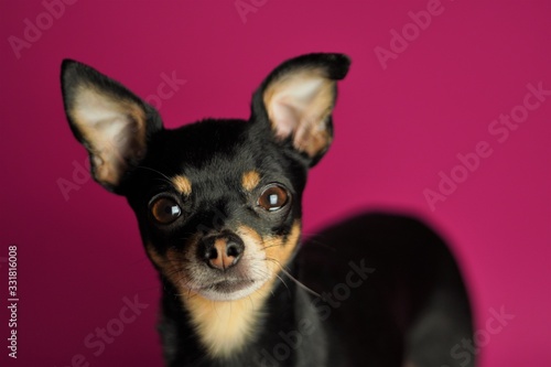 Fototapeta Naklejka Na Ścianę i Meble -  Beautiful little black dog of Toy Terrier breed on a bright pink background.Close-up.