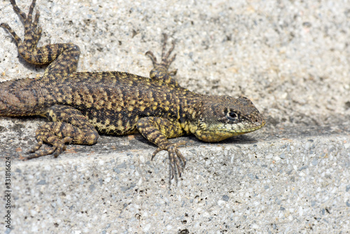 Closeup of calango  lizard species  on stones background