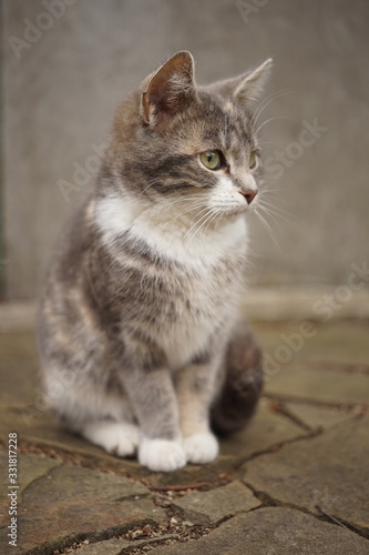 Cute young kitten sitting on the floor, portrait outdoor