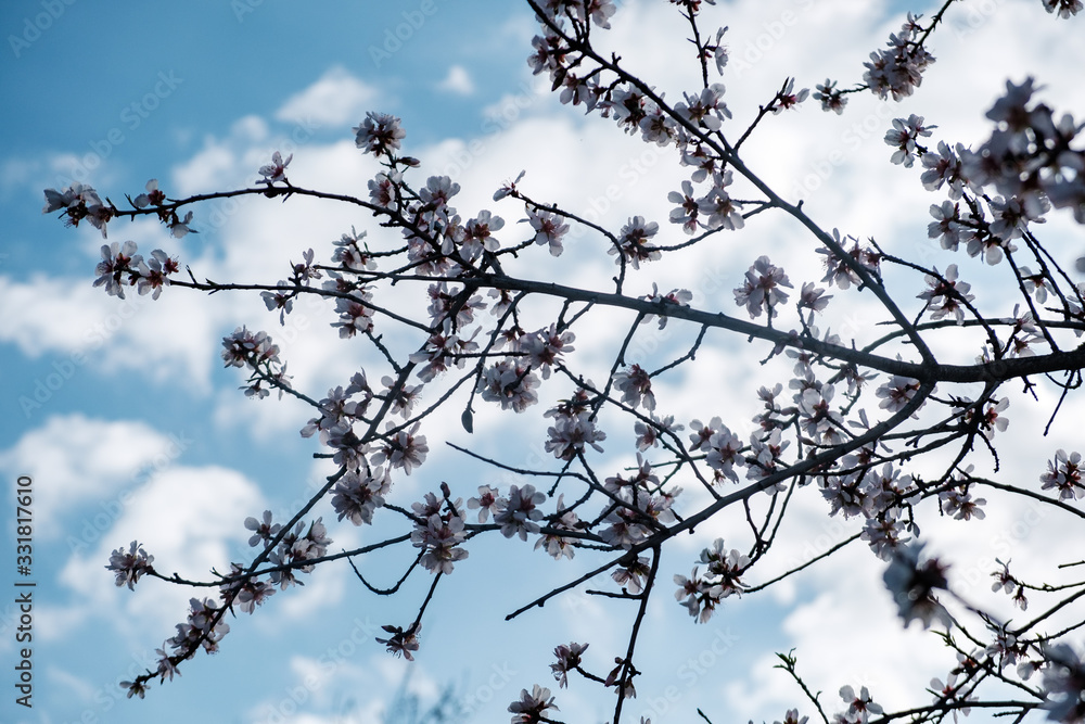 Flores de almendro sobre cielo azul Flores de almendro sobre cielo azul