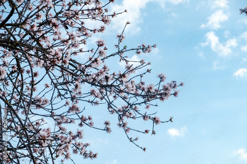 Flores de almendro sobre cielo azul