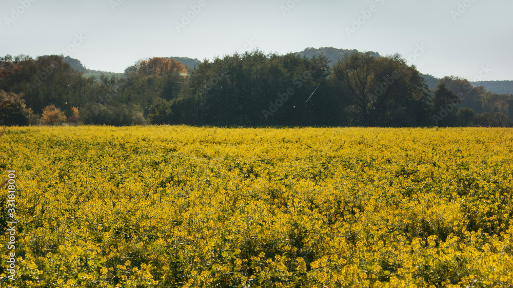 yellow field of oilseed rape, trees and hills