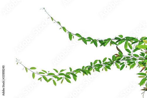 The vine with green leaves twisted separately on a white background.