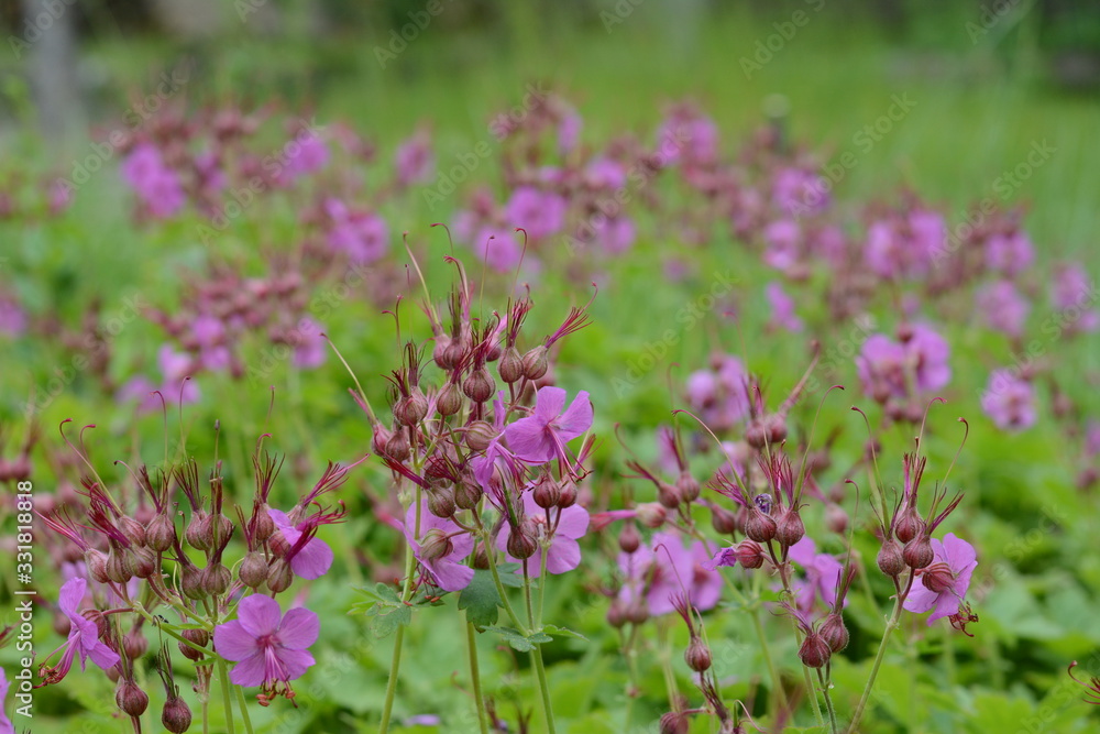 Rock Cranes-Bill, Hardy Geranium, Wild Geranium 'Czakor' (Geranium macrorrhizum) Rock Cranes-Bill, Hardy Geranium, Wild Geranium 'Czakor' (Geranium macrorrhizum)