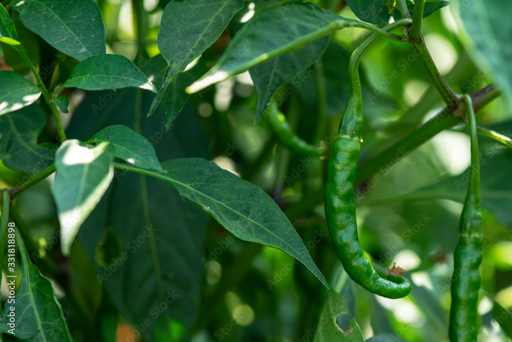 Closeup,young chili green growing on a branch in garden,fresh organic vegetables. Closeup,young chili green growing on a branch in garden,fresh organic vegetables.