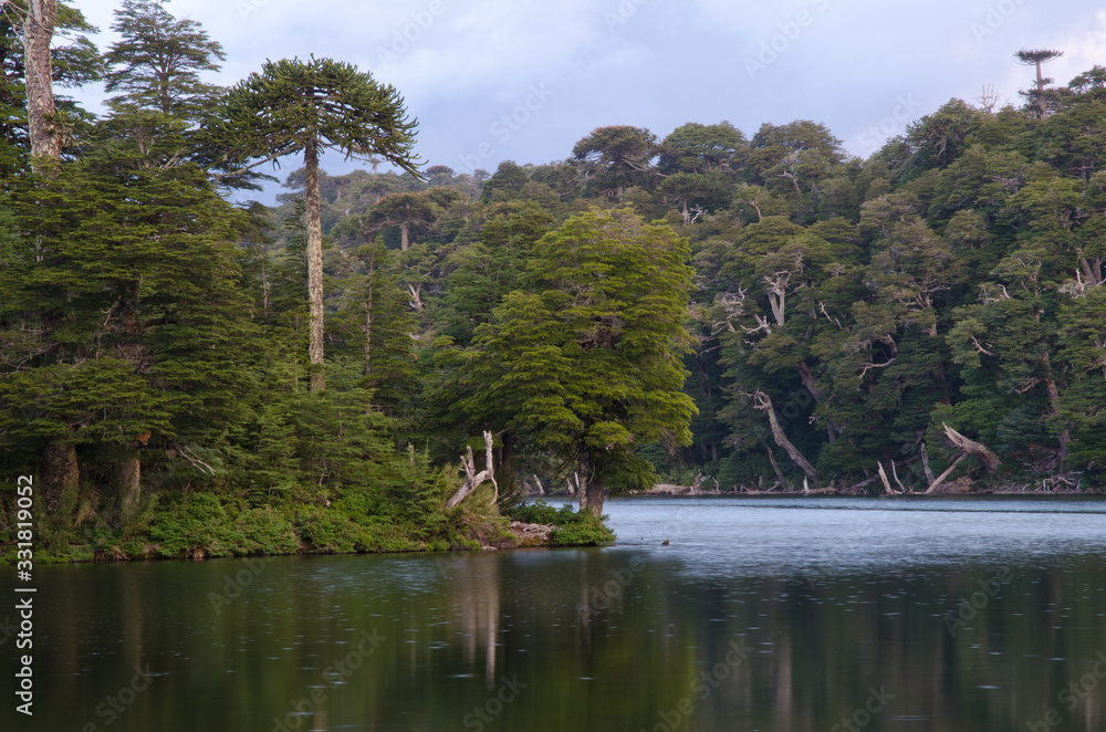 Fototapeta premium Captren lagoon in the Conguillio National Park.