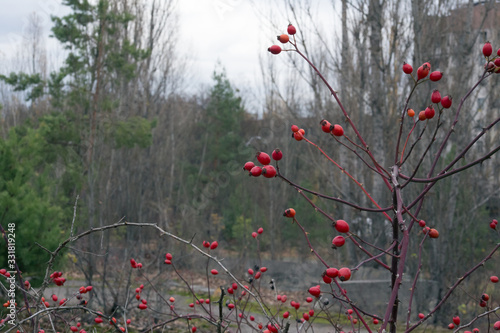 Rosehip bush in Pripyat in Chernobyl